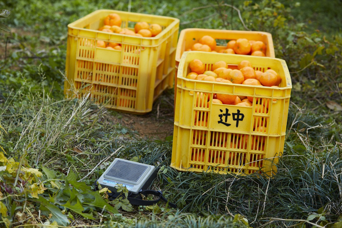 収穫したみかんが入った辻中のコンテナ