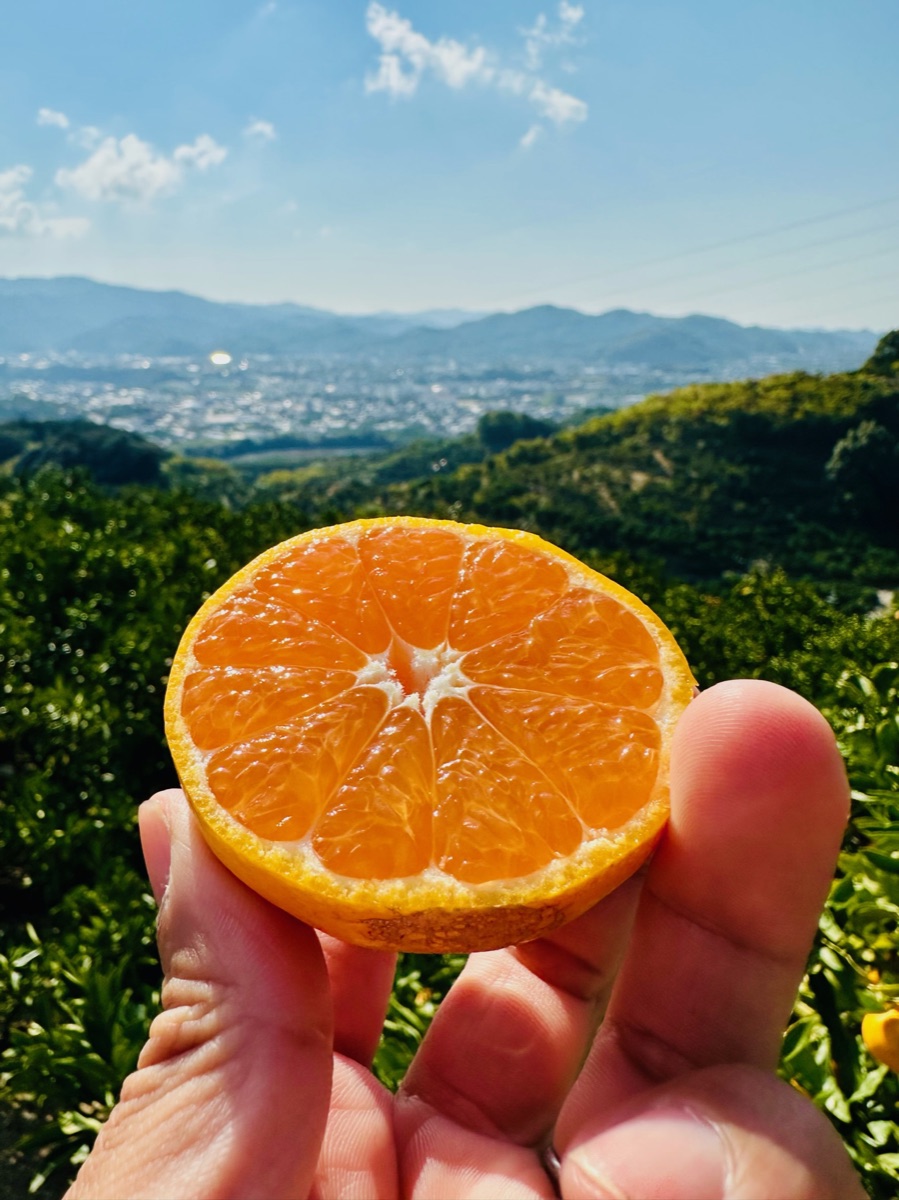有田の絶景とみかんの断面
